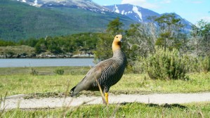ushuaia i park narodowy ziemi ognistej a w nim taka niby kaczka